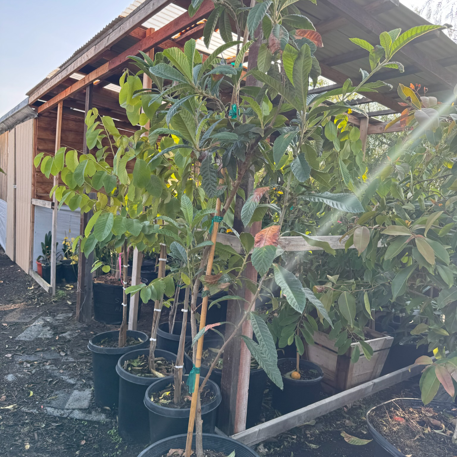 Big Jim Loquat