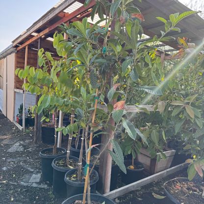 Loquat Tree-Giant Egg Loquat