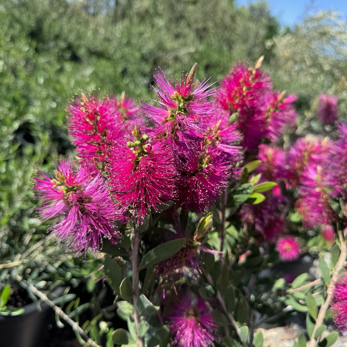 Neon Pink Bottle Pop Bottlebrush