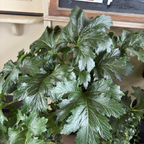 虾蟆花