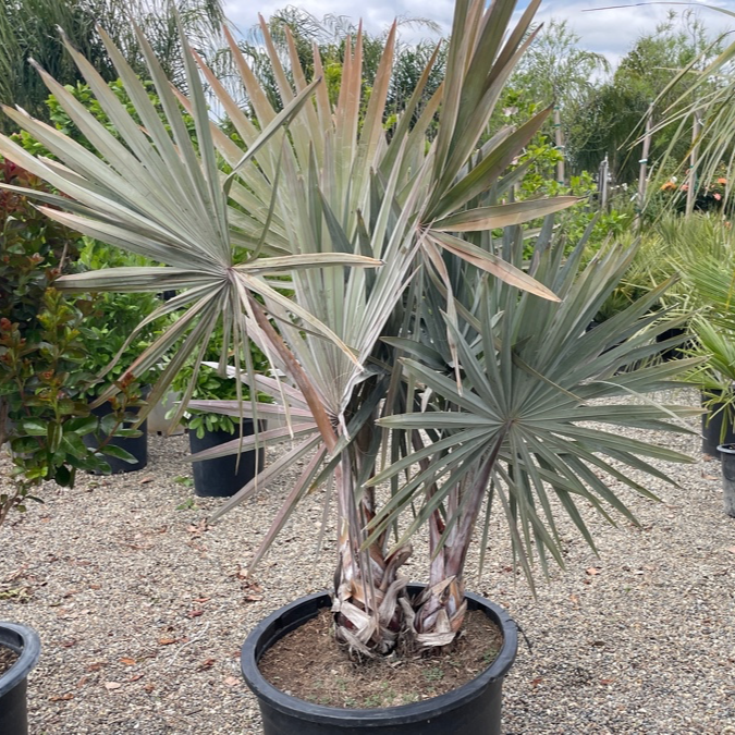 Bismarkia Nobilis