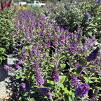 lue Chip Dwarf Butterfly Bush