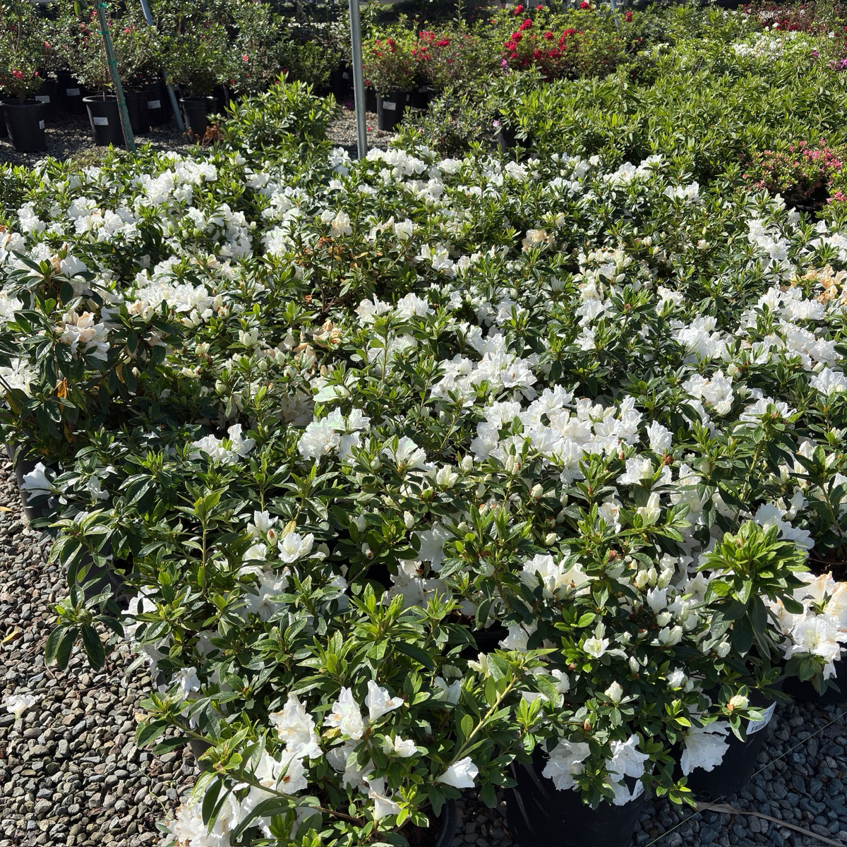 Azalea Alaska (White)
