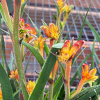 袋鼠爪-丛林辉光