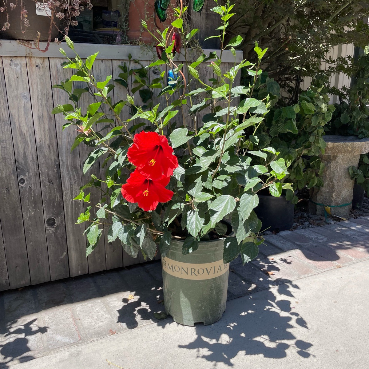Single Rred  Hibiscus
