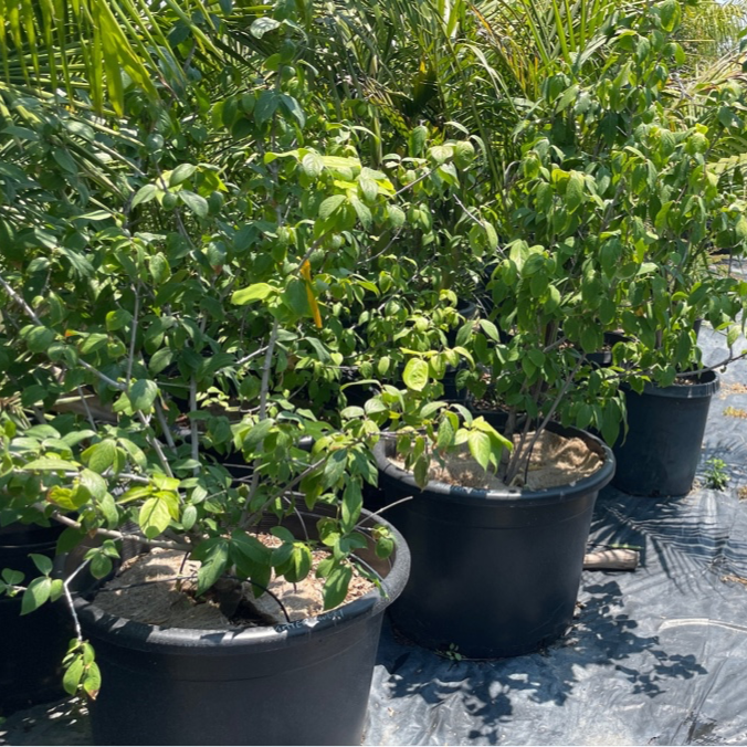 Deciduous Shrubs - Wintersweet