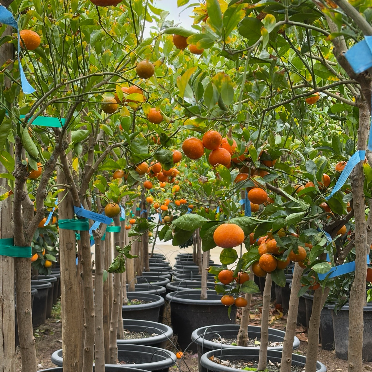 Orange saplings