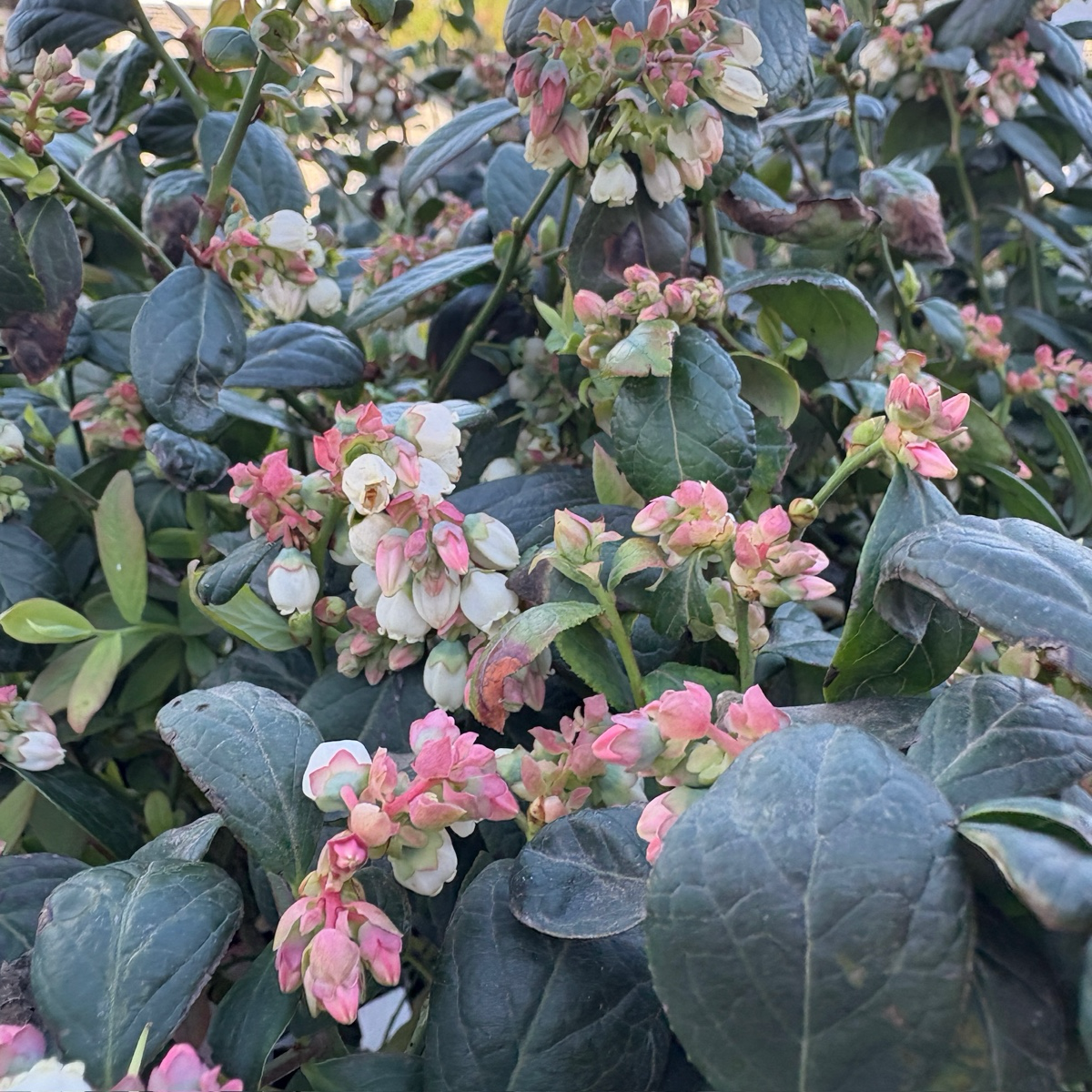 Misty  Shouthern Highbush Blueberry