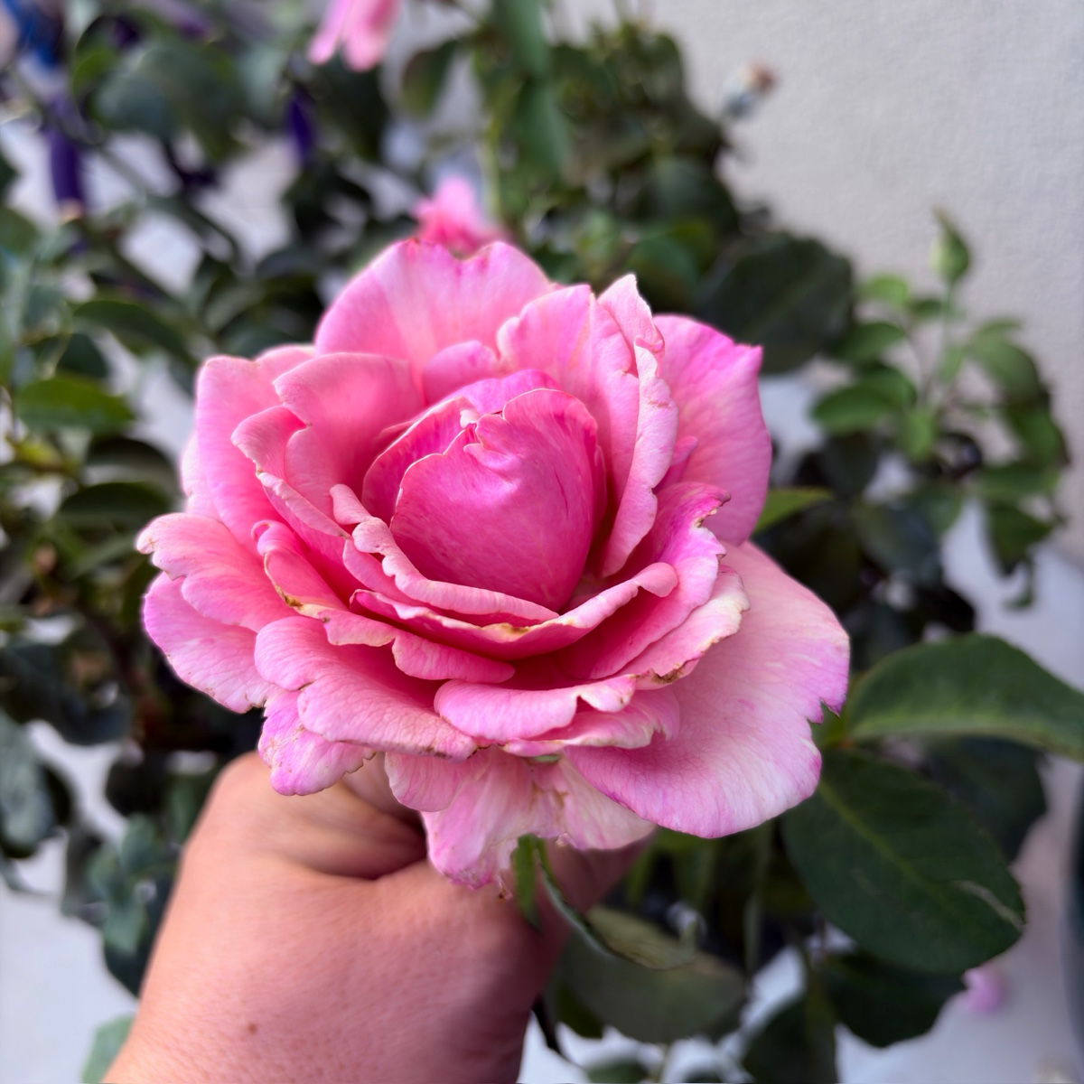 茶香月季-英雄纪念日