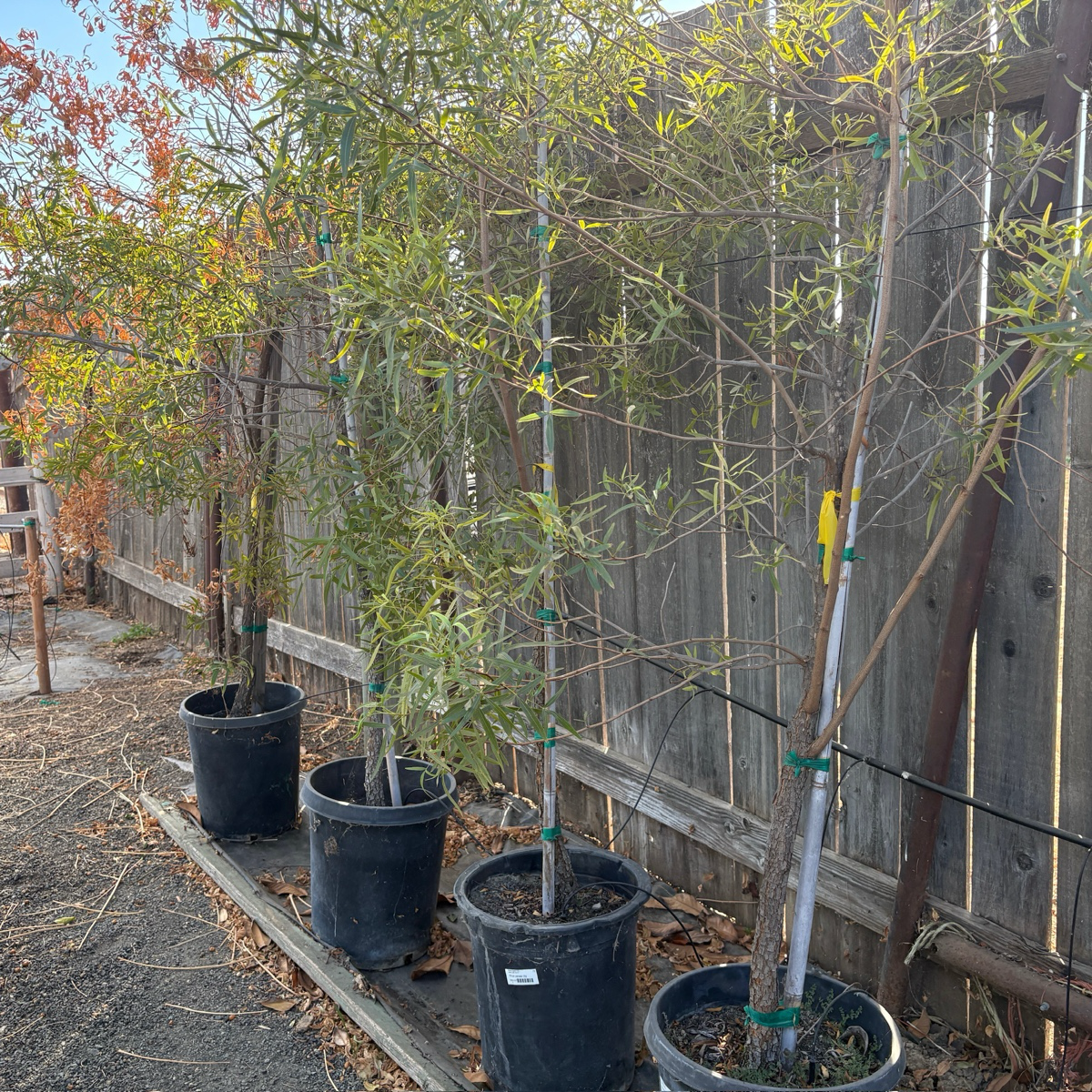 Rhus Lancea