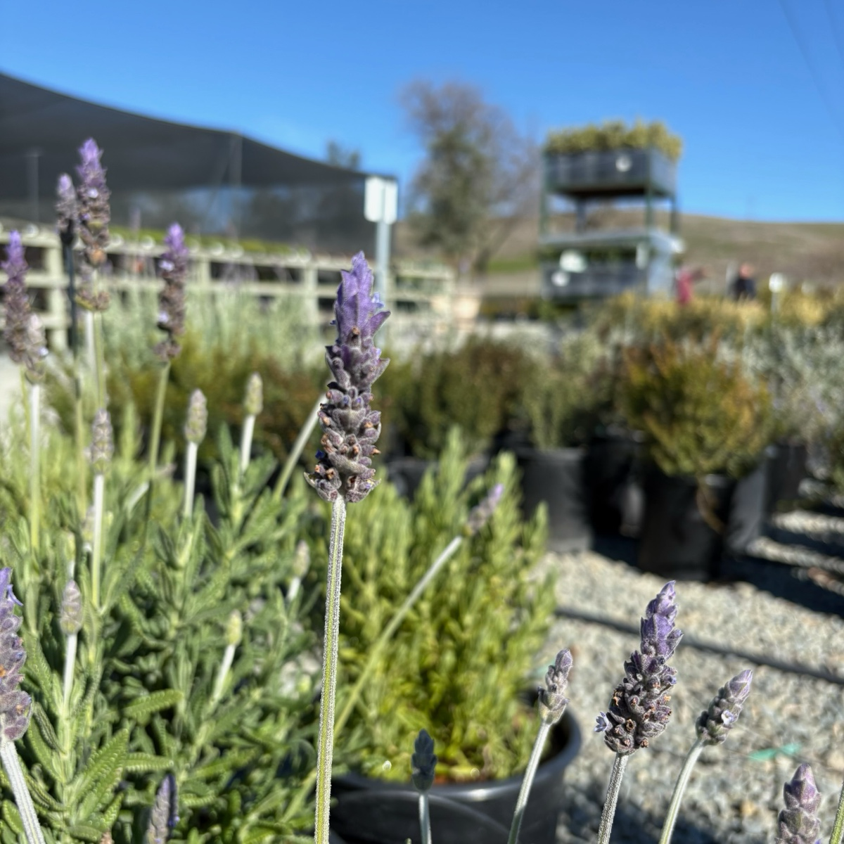 Meerlo Lavender