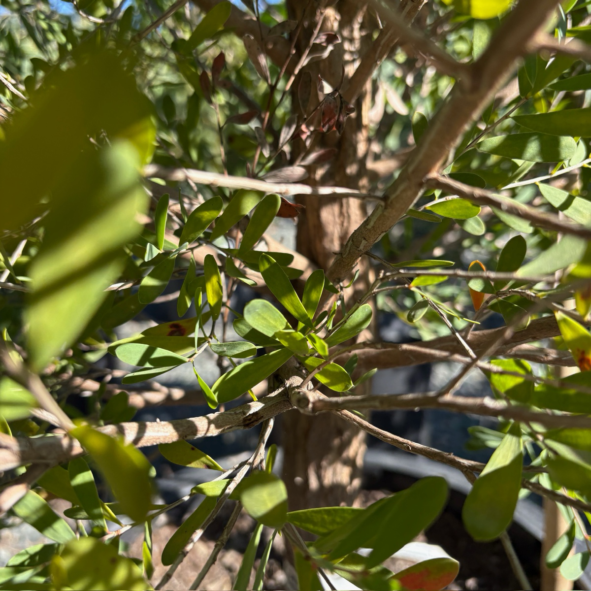 Australian Tea Tree