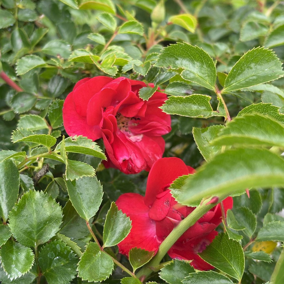 地被月季-花毯猩红