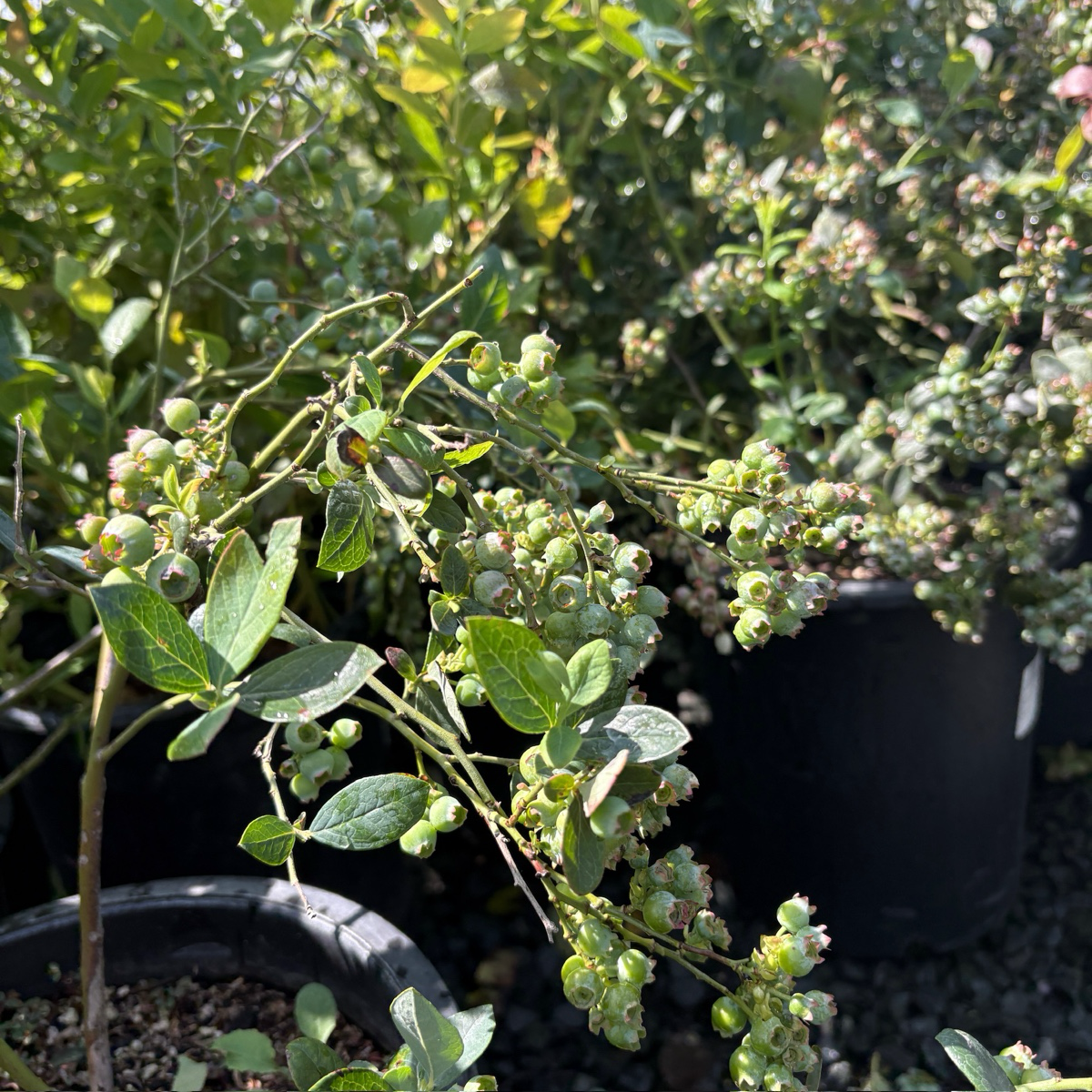 Misty  Shouthern Highbush Blueberry