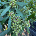 Elegant  Water Gum
