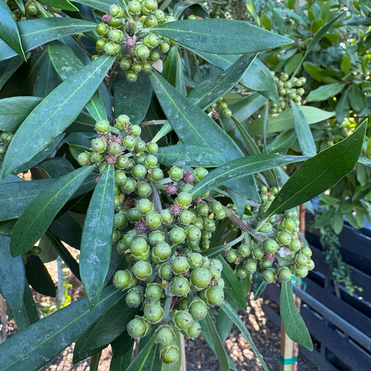 Elegant  Water Gum