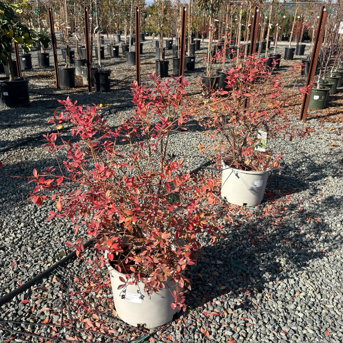 Sunshine Blue Shouthern Highbush Blueberry