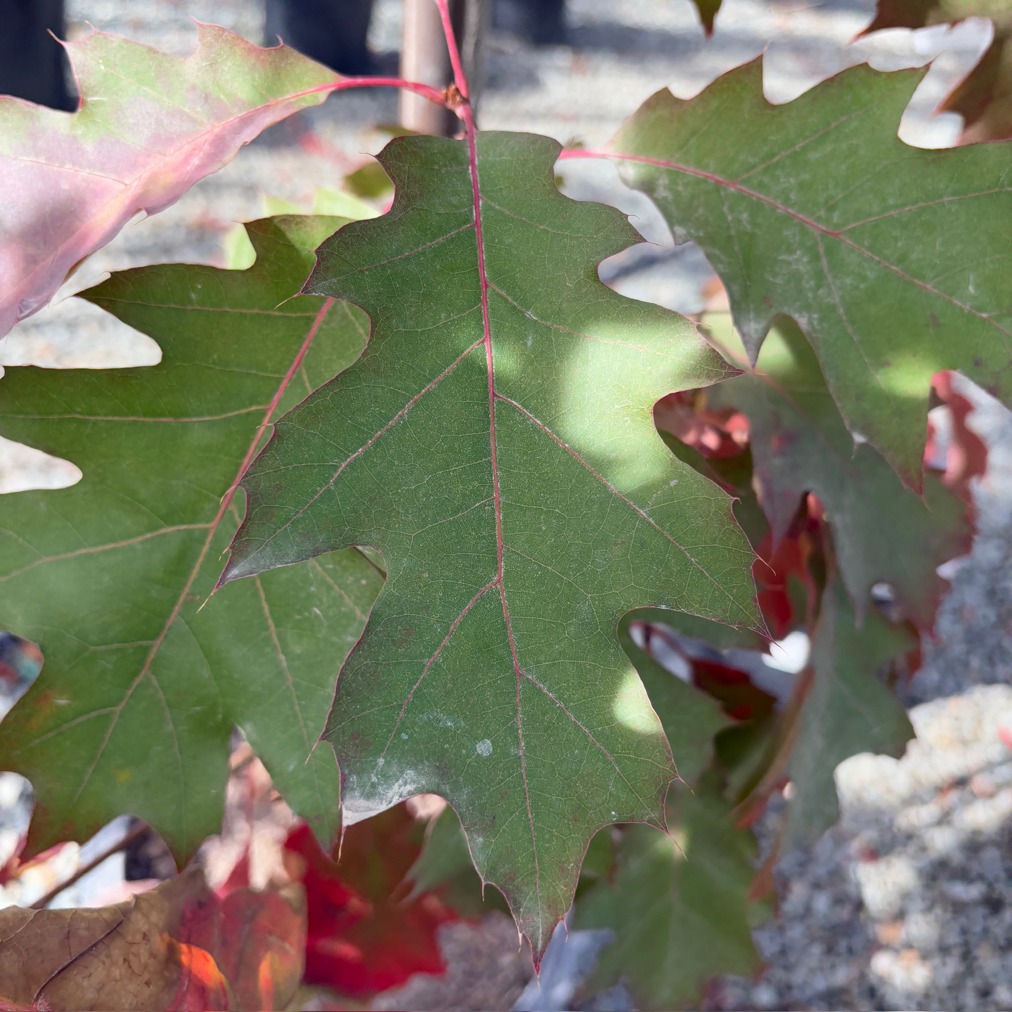Red Oak