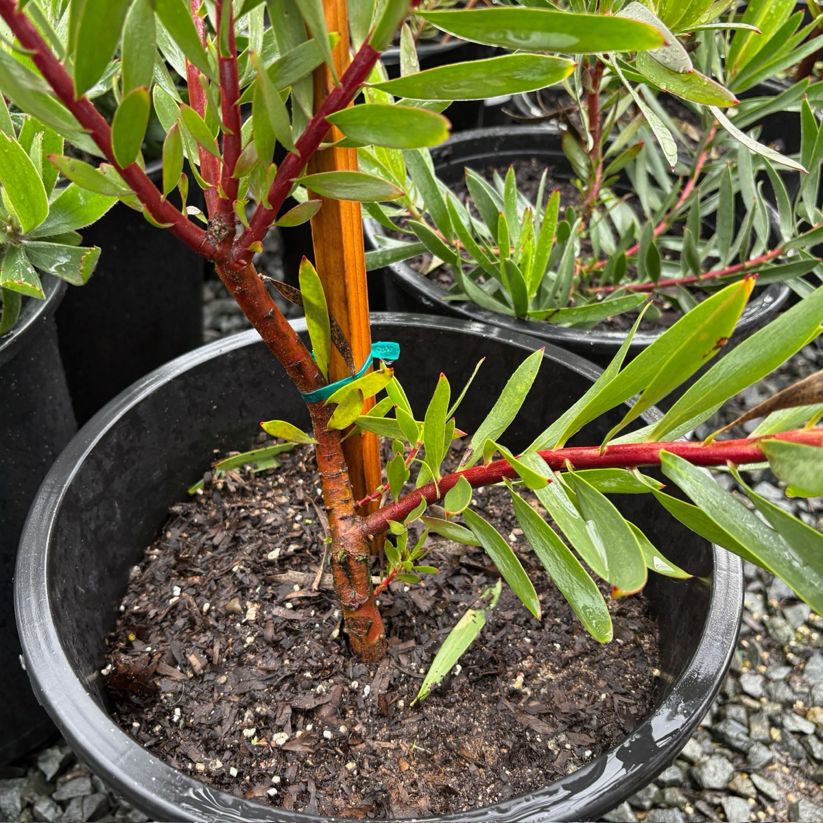 木百合-印加黄金