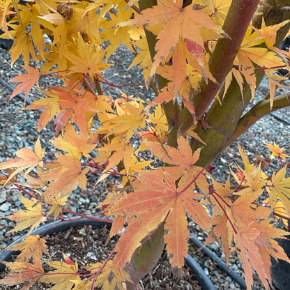 鸡爪槭-珊瑚阁日本枫