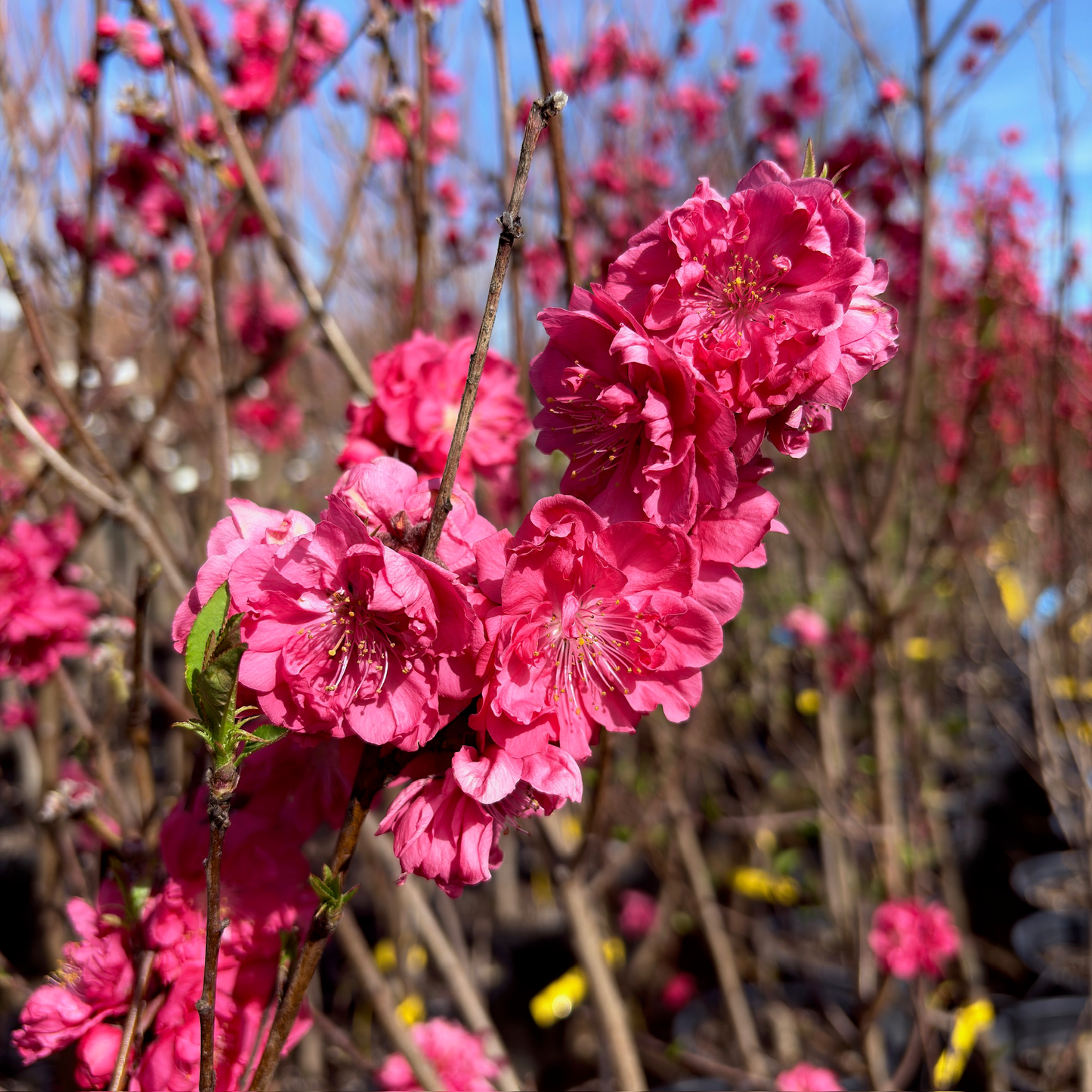 Peach Blossom Tree-Tricolor Peach Blossom Tree