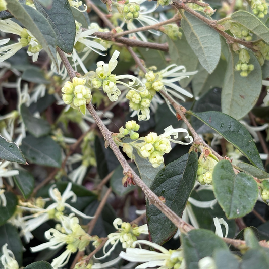 Chinese Fringe Flower
