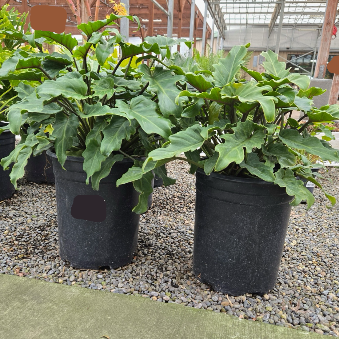 Xanadu Philodendron