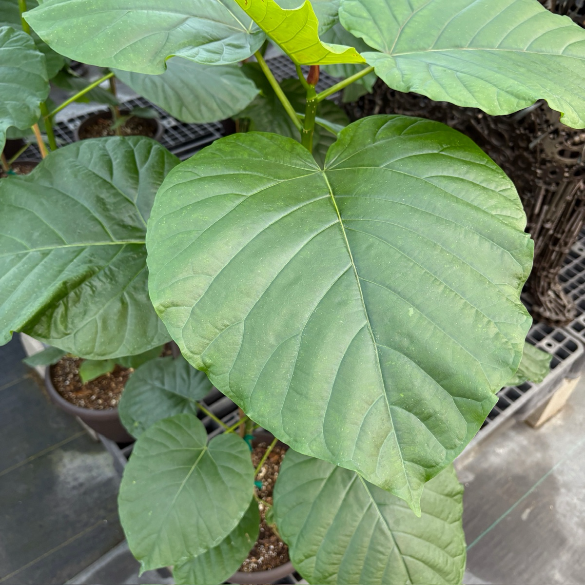 Fiddle Leaf Fig