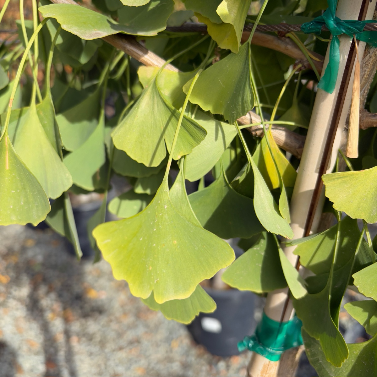 Autumn Gold Ginkgo