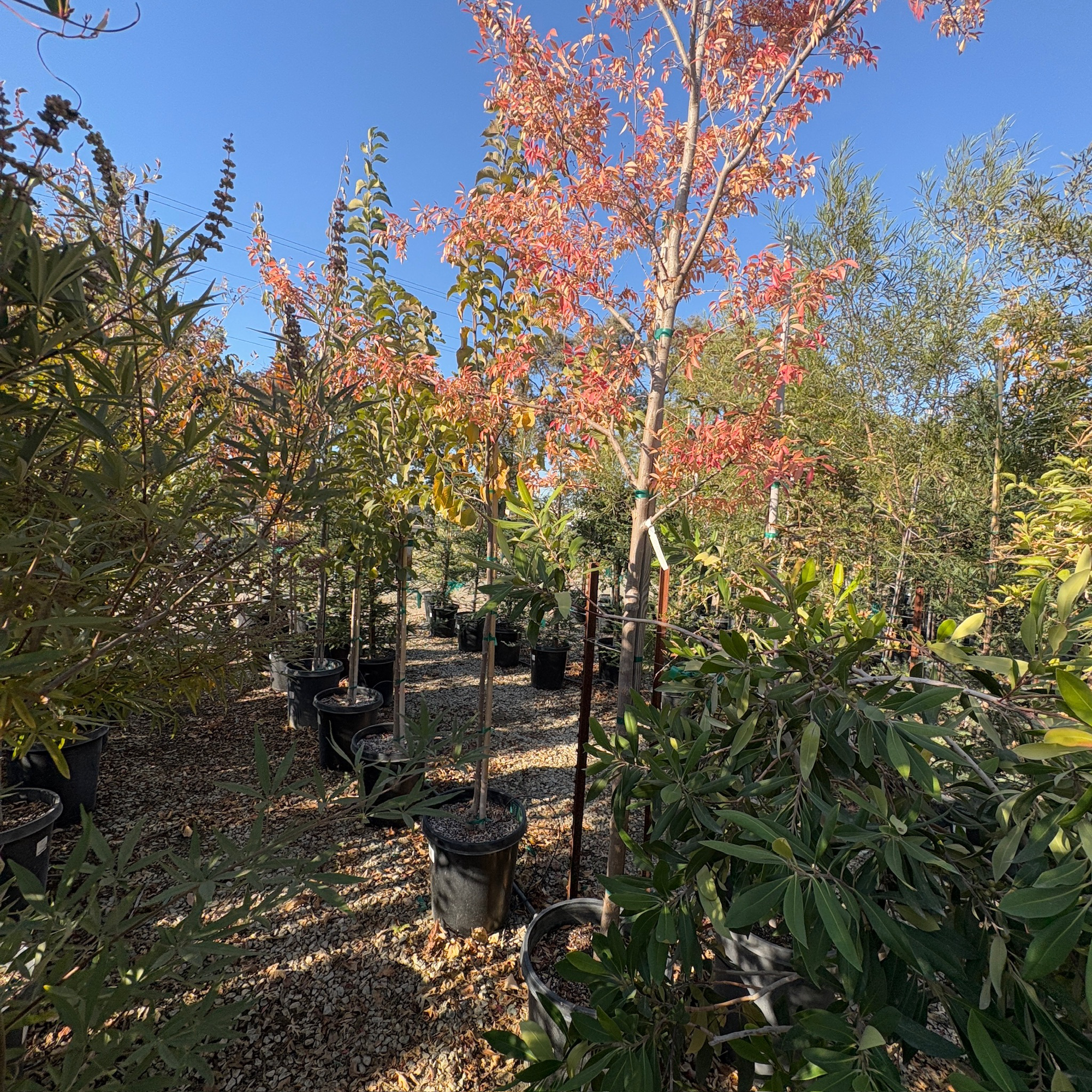 Allee Elm
