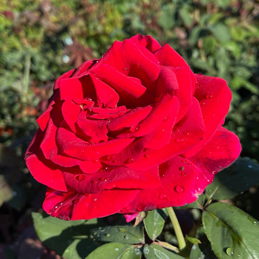 Tea Rose-Black Buck