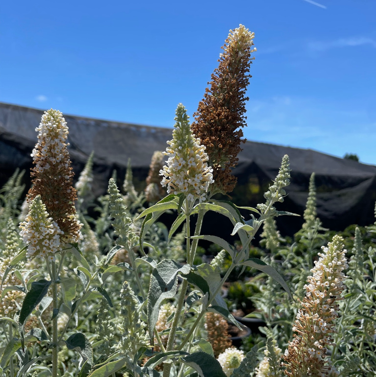Buzz™ Ivory butterfly bush