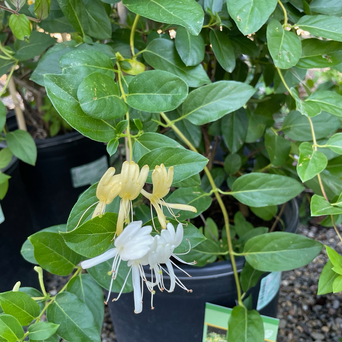 Halliana Japonica