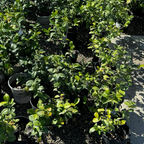 Star Jasmine 