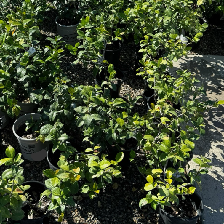 Star Jasmine 
