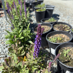 鼠尾草-新次元蓝