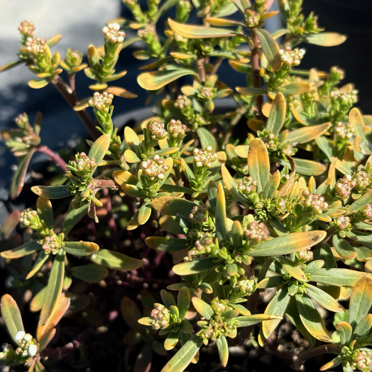 Evergreen Candytuft