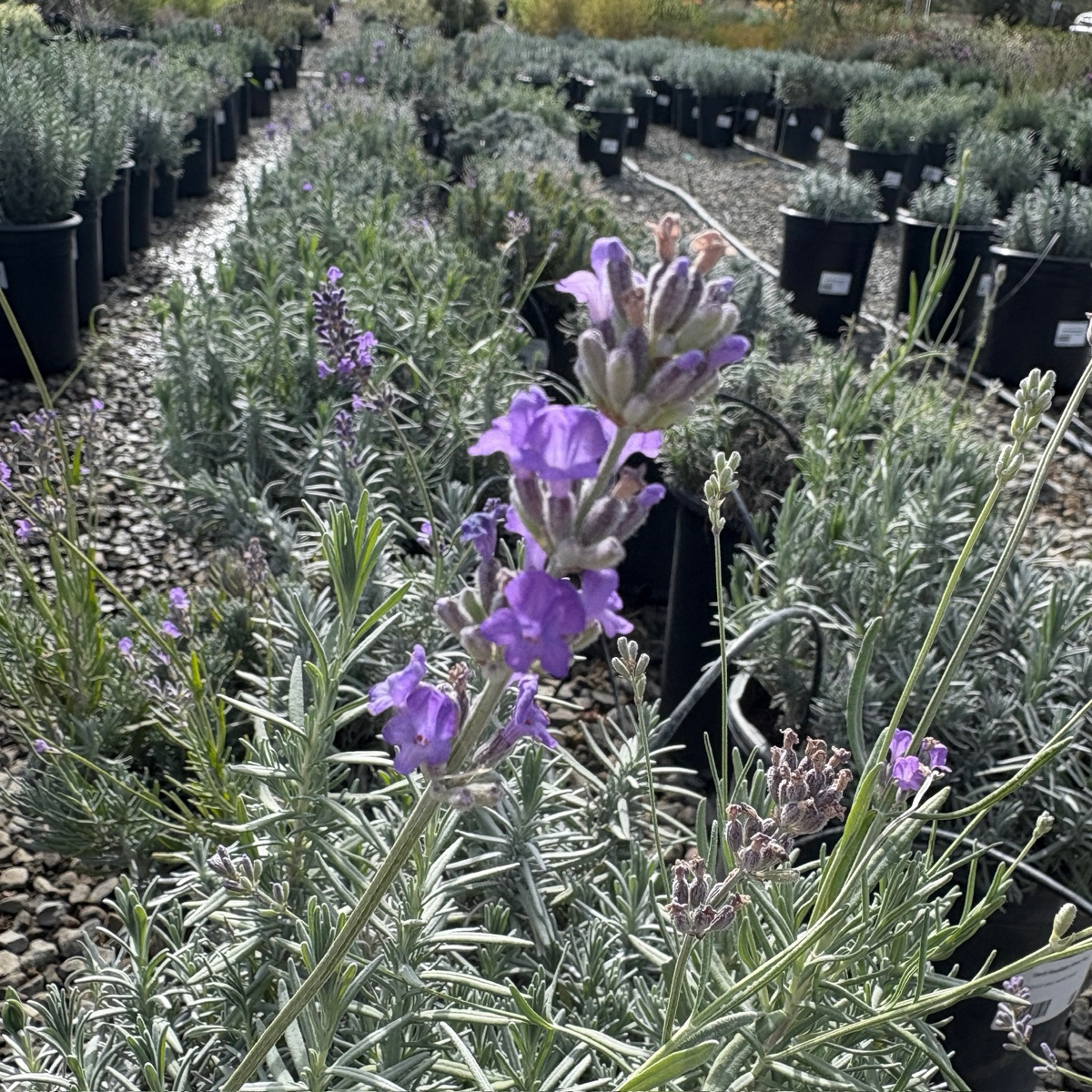 English Lavender
