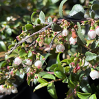 Evergreen Huckleberry