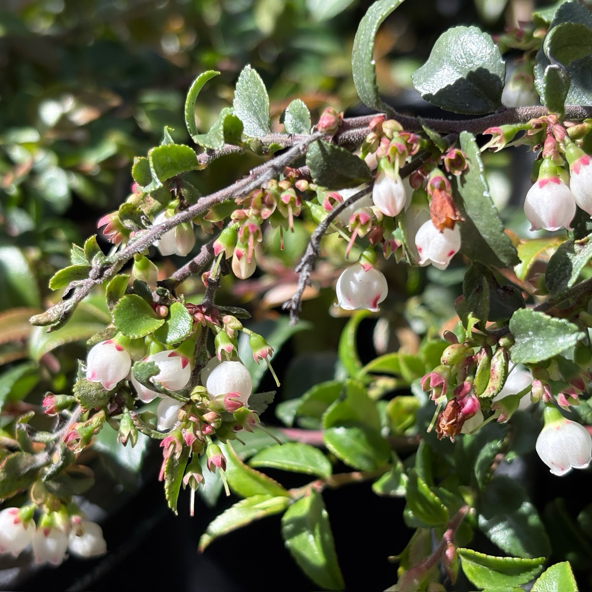 Evergreen Huckleberry