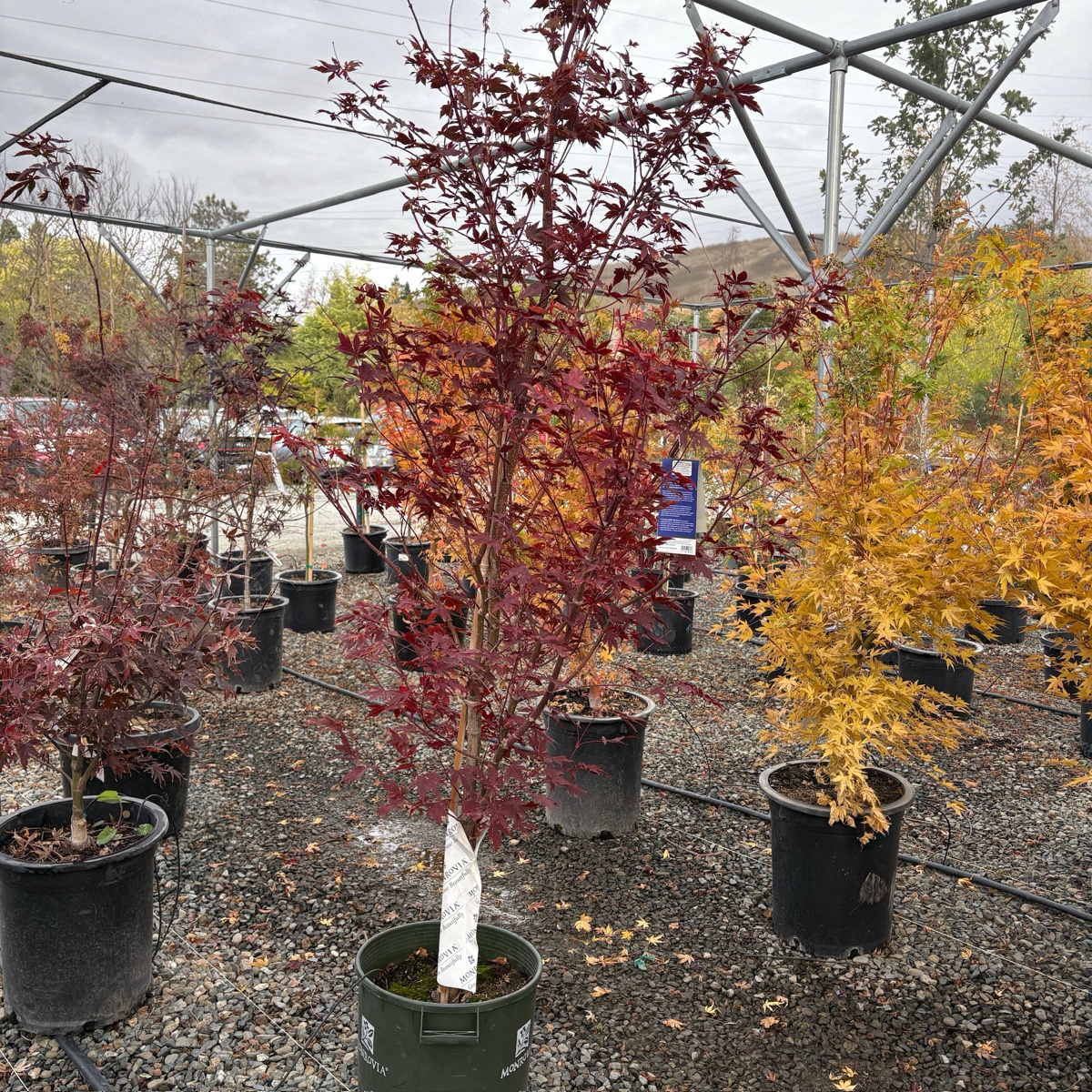 Japanese Maple-Red Lantern