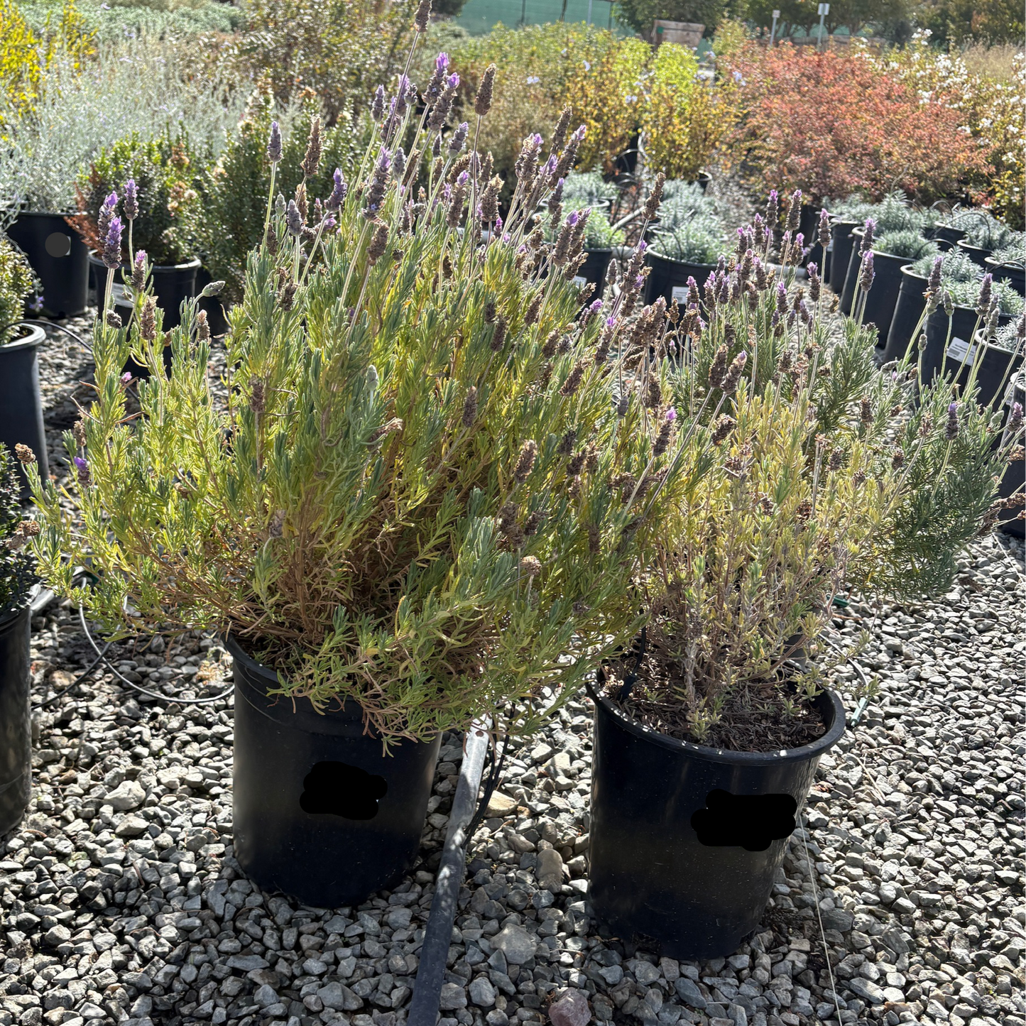 French Lavender, Toothed Lavender