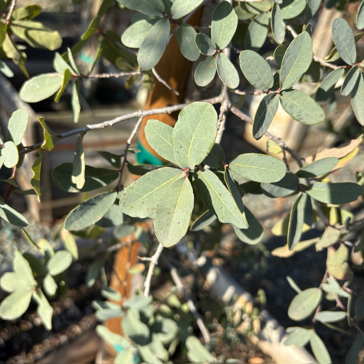 Mexican Blue Oak