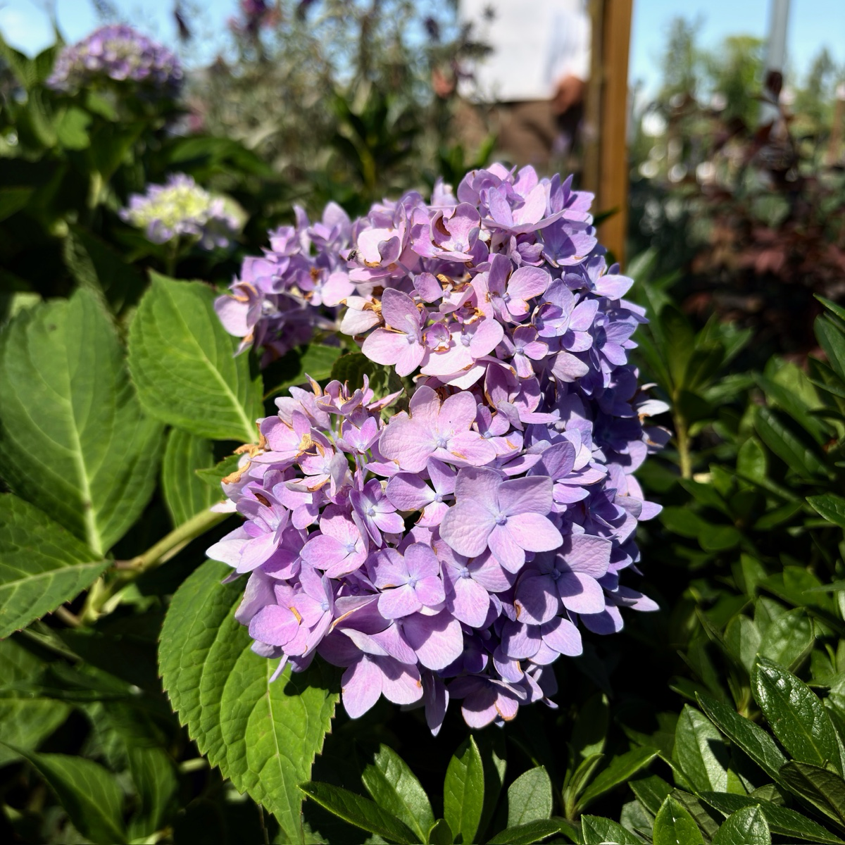 The Original  ES®Hydrangea