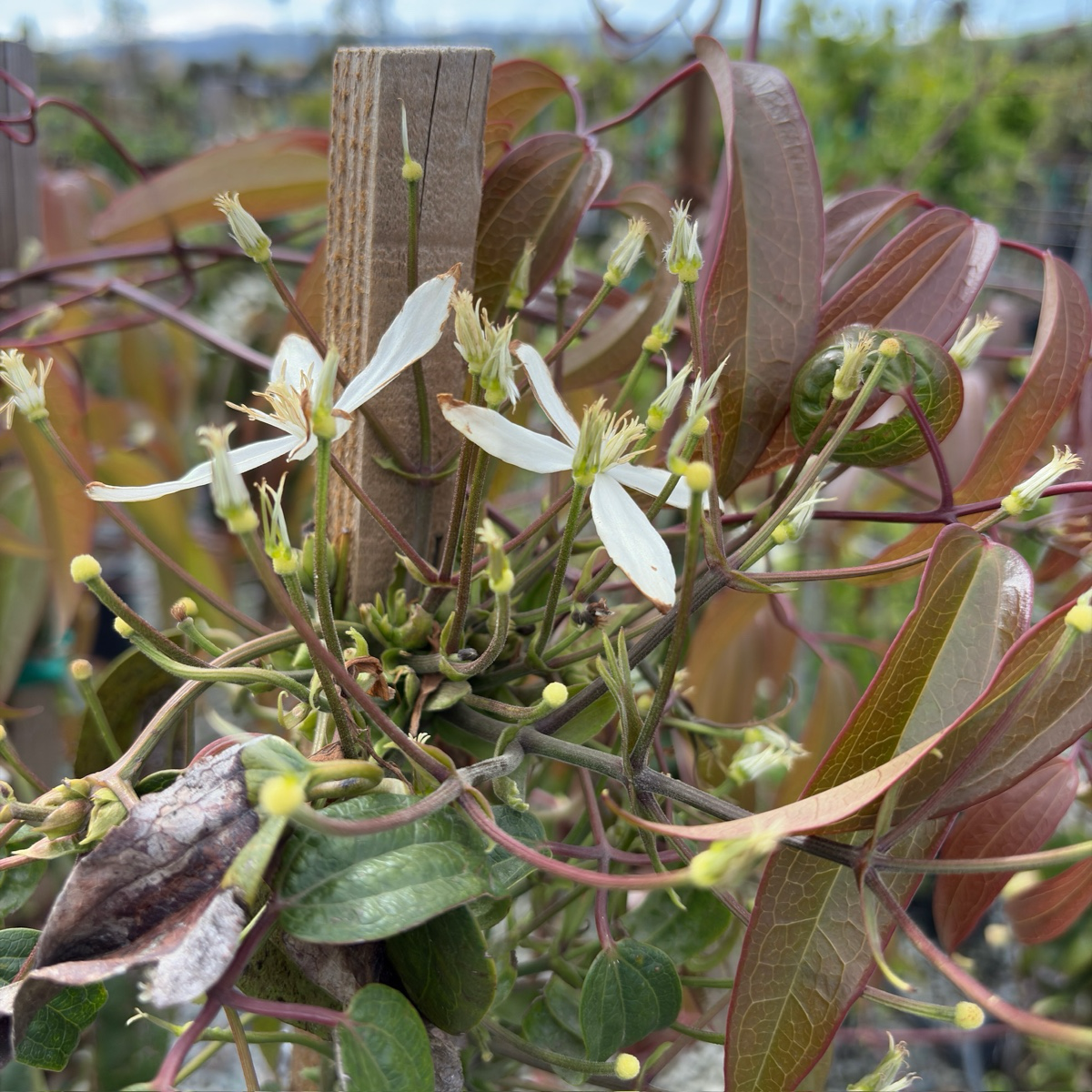 Evergreen Clematis