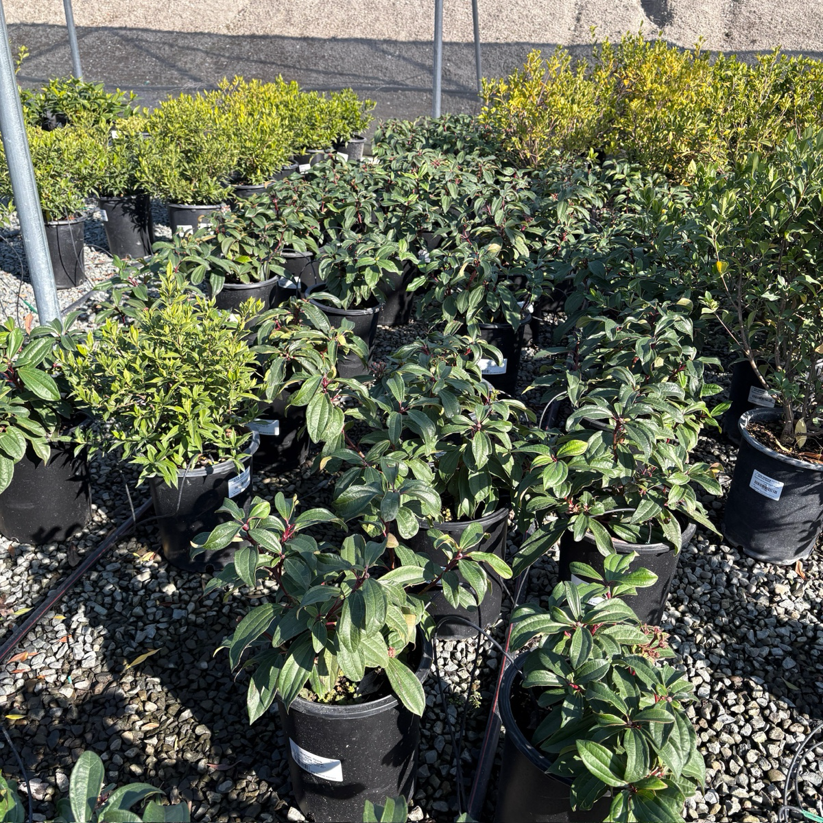 Davidii Viburnum 