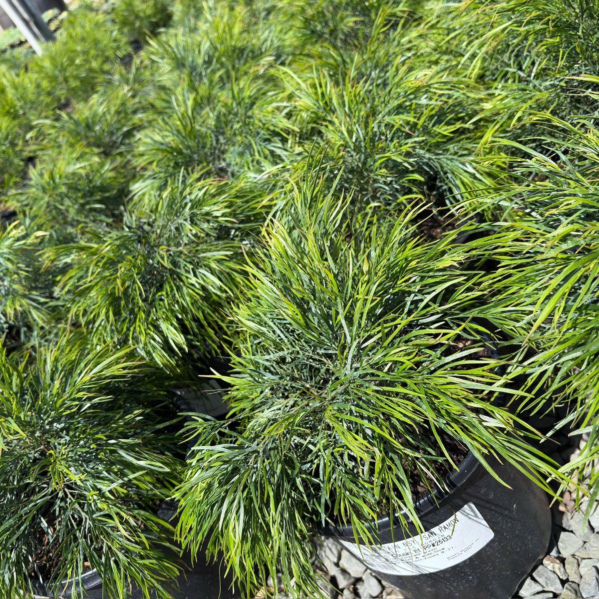 Cousin Itt Bower Wattle
