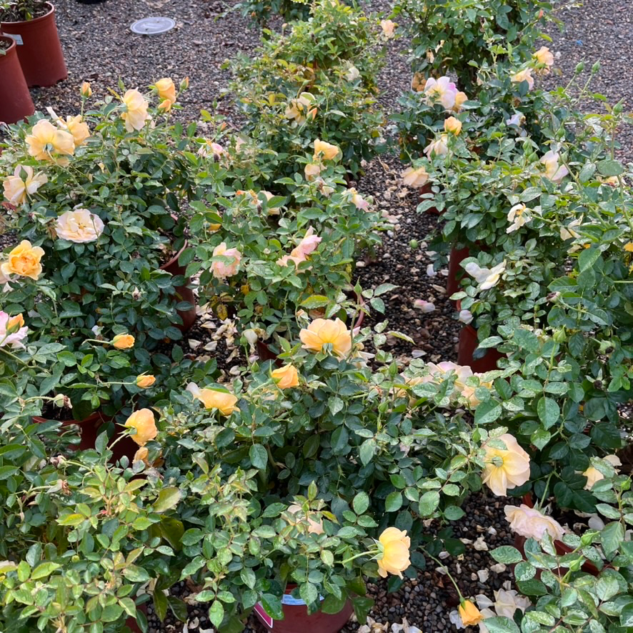Julia Child Rose
