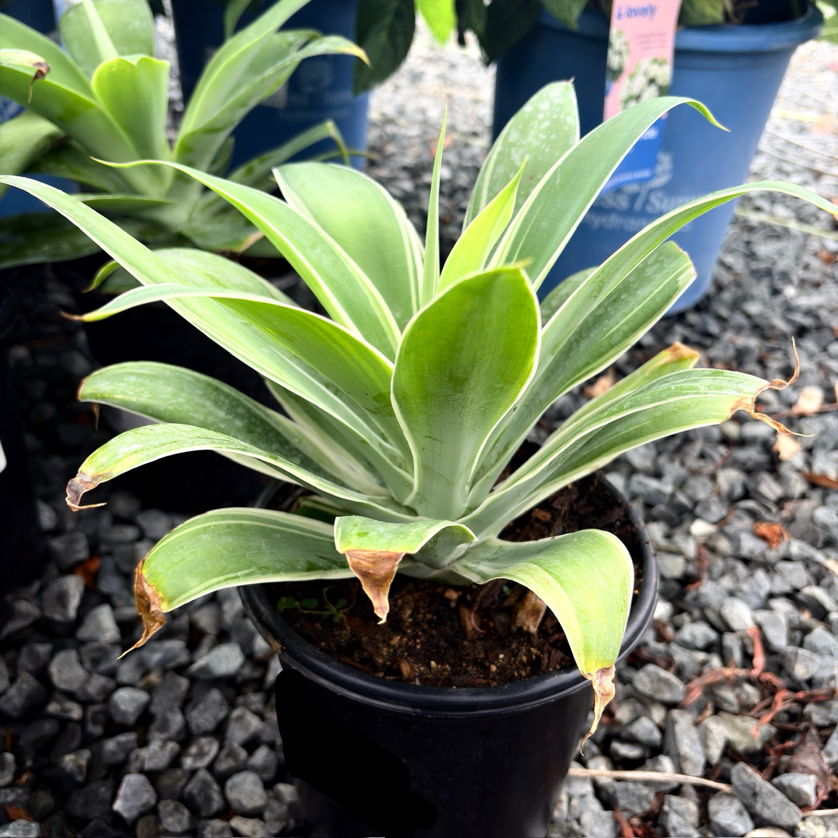 光线狐尾龙舌兰