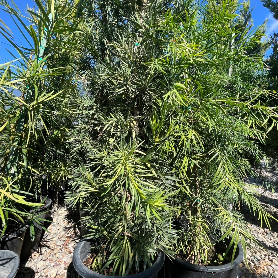 Shrubby Yew Pine